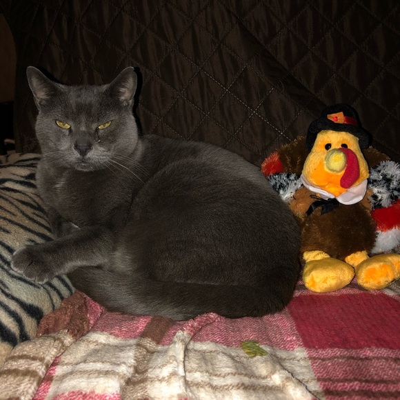 Lozlo, 🦃🦃🦃🦃🦃🦃 - Picture 1 of 1